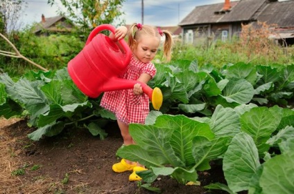 Răsaduri de varză 12 secrete de cultivare