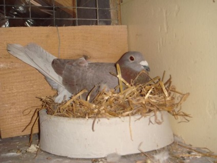 Creșterea porumbeilor acasă pentru începători