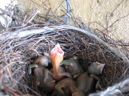 Creșterea porumbeilor acasă pentru începători