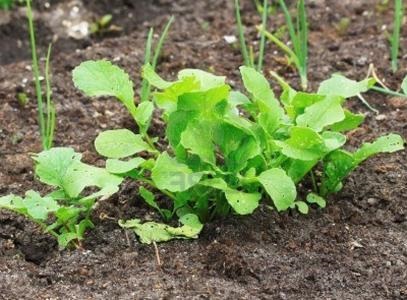 Rădăcini de plantare și îngrijire negru