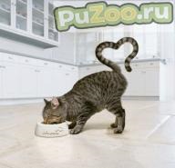 Evaluarea alimentelor uscate pentru pisici - alegeți cele mai bune alimente din lume