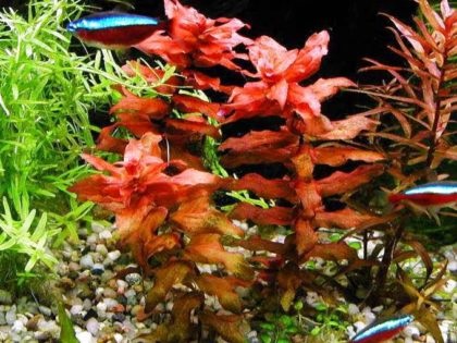 Rotiți pești de acvariu de dimensiuni mari sau rotiți, cu frunze roșii mari