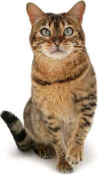 Rolf club helminthal la spot-on picături de la helminths pentru pisici - cumpăra ieftin în moscow ieftine
