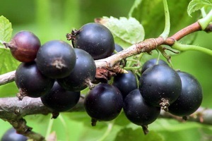 Rosyanka (plantă de ruinare), un depozit dacha