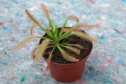 Rosyanka (ragadozó növény), egy dákó betétes