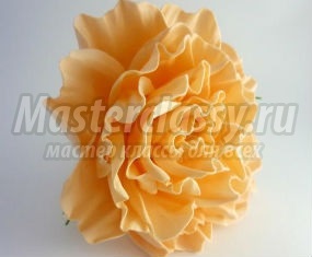 Rose - master classy - cursuri de masterat pentru tine