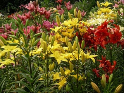 Grădină de parfumuri - alegerea plantelor, scheme