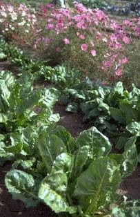 Salata - culturi vegetale și verzi