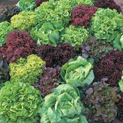 Saláta - zöld növények - zöldségtermesztés