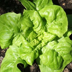 Saláta - zöld növények - zöldségtermesztés