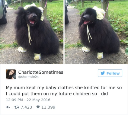 Cele mai frumoase tweete despre câini care vă vor aduce lacrimi de râs! Faktrum
