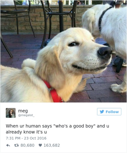 Cele mai frumoase tweete despre câini care vă vor aduce lacrimi de râs! Faktrum