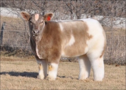 Cele mai cute vaci din lume, cele mai interesante din lume