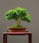 Boxwood harland (buxus harlandii) bonsai, atelier de bonsai