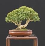 Boxwood harland (buxus harlandii) bonsai, atelier de bonsai
