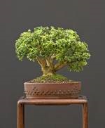 Boxwood harland (buxus harlandii) bonsai, atelier de bonsai