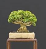 Boxwood harland (buxus harlandii) bonsai, atelier de bonsai