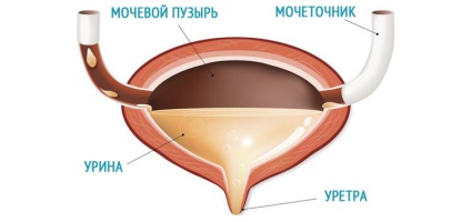 Face cu ultrasunete a vezicii urinare, cum să se pregătească, care explorează indicațiile