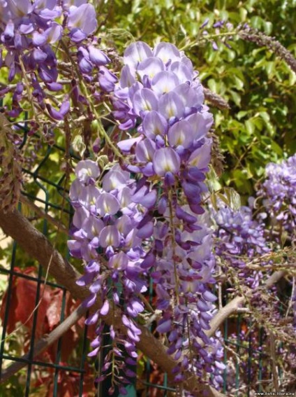 Secretele despre îngrijirea wisteria, cultivarea, plantarea, descrierea cu grădină foto și grădină