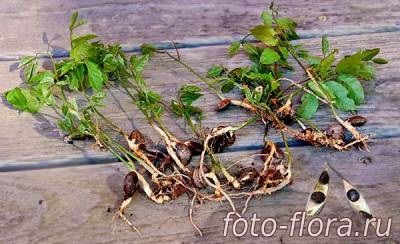 Тайните на Wisteria грижи, отглеждане, засаждане, описания със снимки - плодове и зеленчукова градина