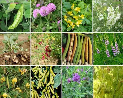 Familia de plante leguminoase (molii) și caracteristicile