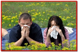 Hay Fever