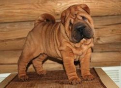 Sharpei - caracteristica rasei