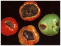 Simptomele de deficiență a elementelor alimentare pe tomate