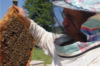 Cât de mult miere și cum poți aduce prin granița ruso-kazahă, societate, aif barnaul