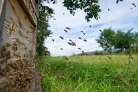 Cât de mult miere și cum poți aduce prin granița ruso-kazahă, societate, aif barnaul