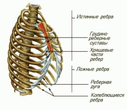 Câte coaste o persoană are