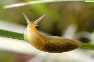 Slug tipuri, descriere, conținut și fotografii, zoodom