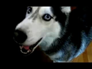 Dog-raskoryaka 2 - clip, ceas online, descarca clip-dog-raskoryaka 2