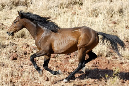 Modern vadon élő lovak