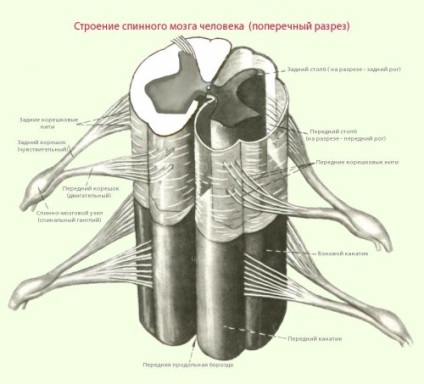 Măduva spinării ca cea mai importantă parte a sistemului nervos uman