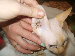 A macskák és kutyák kezelésére szolgáló fülgyulladás eszközei