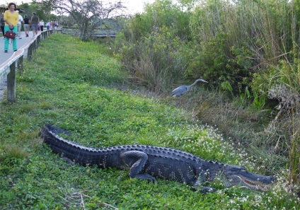 USA (South and New York) - florida - cele mai bune fotografii