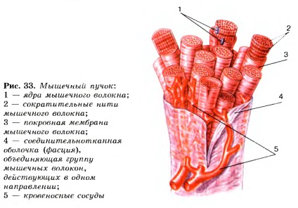 Structura mușchilor