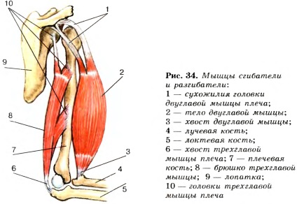 Structura mușchilor