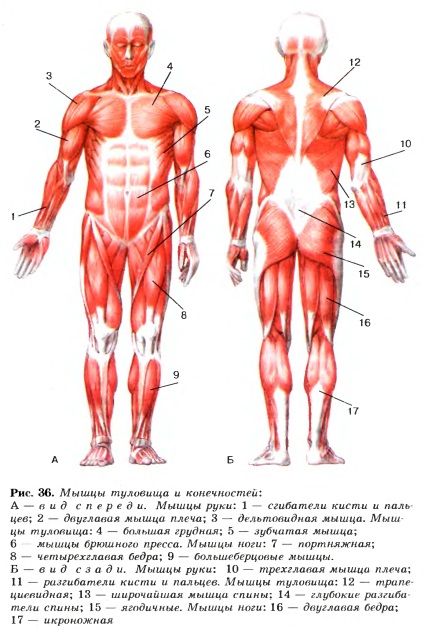 Structura mușchilor