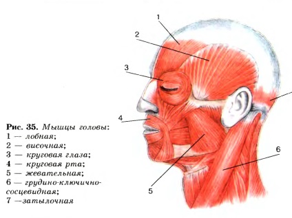 Structura mușchilor