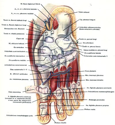 Îmbinări ale științelor piciorului - medicină