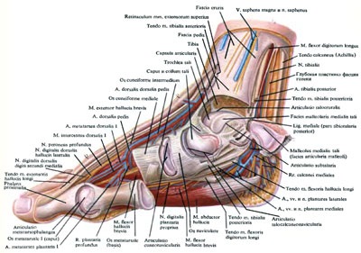 A láb - orvosi tudományok kötései