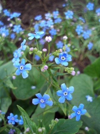 Shade-iubitoare flori pentru gradina - un blog de sfaturi utile pentru gradinari