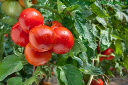 Prepararea tomatelor și îngrijirea în aer liber