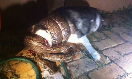 Python de trei metri strangula un animal de companie, kykyryzo