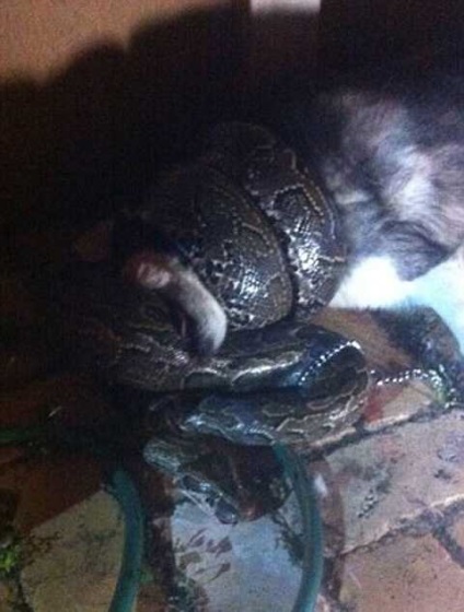 Python de trei metri strangula un animal de companie, kykyryzo
