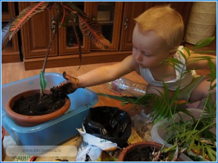 Învățați să îngrijiți plantele