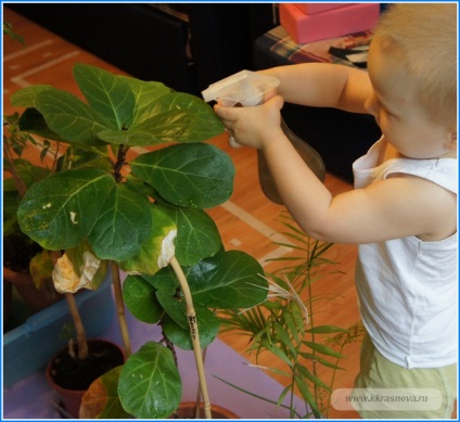 Învățați să îngrijiți plantele