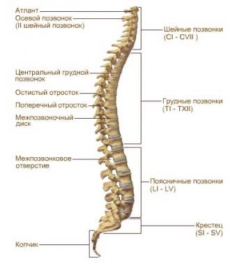 Exerciții pentru întărirea corsetei musculare